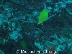 first underwater digital photo by Michael Armstrong 